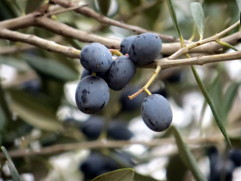 Living Waters poem: olives on a tree