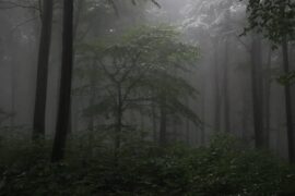 To Nobody in Particular (poem) by Yonah ben-Avraham - misty forest