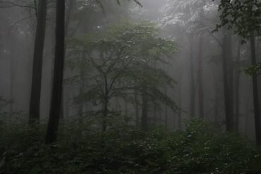 To Nobody in Particular (poem) by Yonah ben-Avraham - misty forest