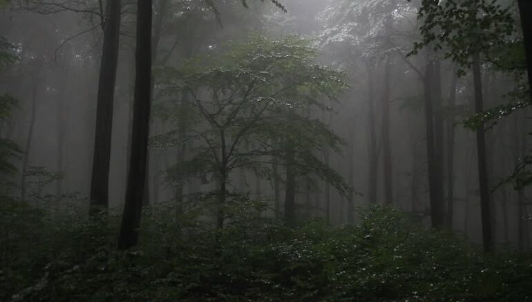 To Nobody in Particular (poem) by Yonah ben-Avraham - misty forest