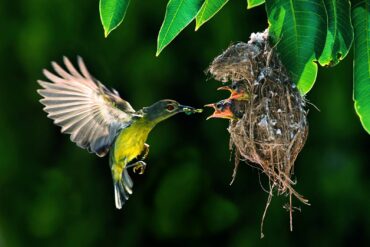 Parshat Ki Tetzei - mother bird