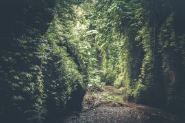 Vows (poem) - Jungle on a foggy day