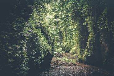 Vows (poem) - Jungle on a foggy day