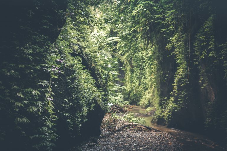 Vows (poem) - Jungle on a foggy day