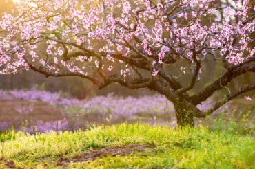 Tu B'Shvat - blossoming trees