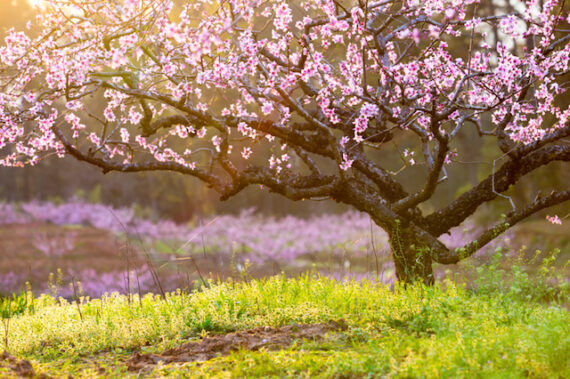 Tu B'Shvat - blossoming trees