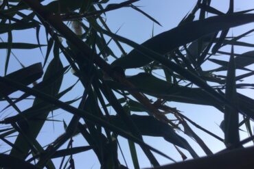"Egypt" by Molly Cloutier - palm leaves