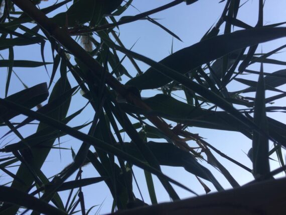 "Egypt" by Molly Cloutier - palm leaves