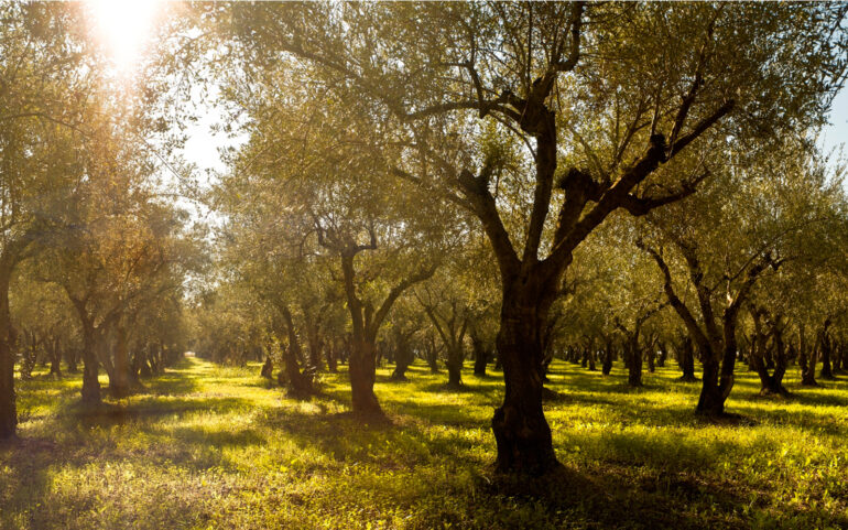 "Highway Six" by Yonah ben-Avraham - olive grove