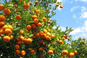 Falling Fruit