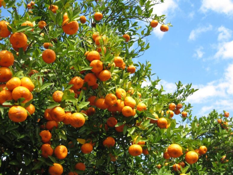 Falling Fruit