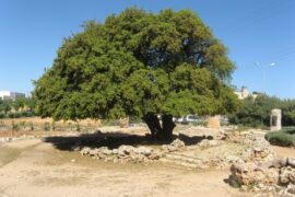 Lone Oak Tree