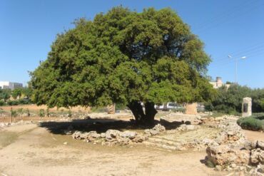 Lone Oak Tree
