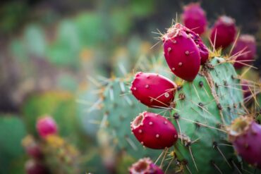 Sabra fruit