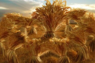 Yosef dreams of corn sheaves