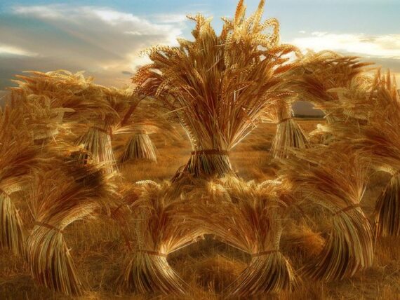 Yosef dreams of corn sheaves