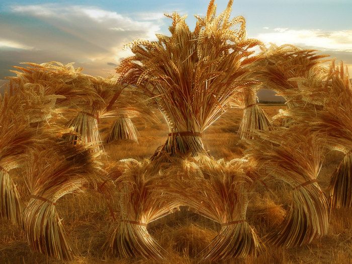 Yosef dreams of corn sheaves